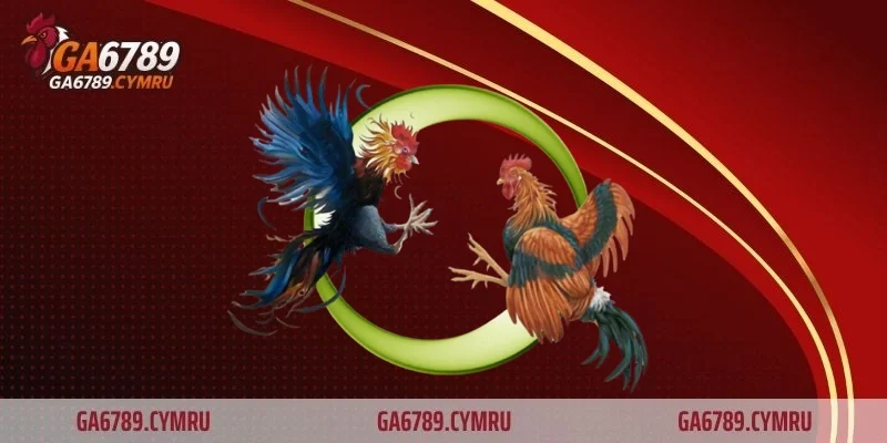 Đá gà trực tiếp – Trải nghiệm kịch tính cho mọi bet thủ