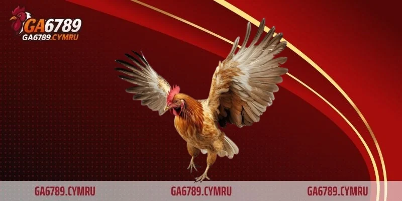 Bí quyết để nuôi gà đá cựa sắt thành công