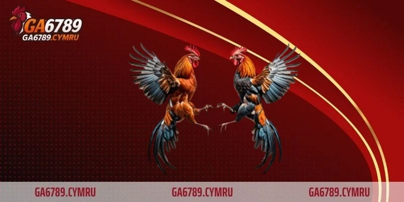 Gà mặt quỷ – Giống gà độc lạ khiến giới chơi gà mê mẩn