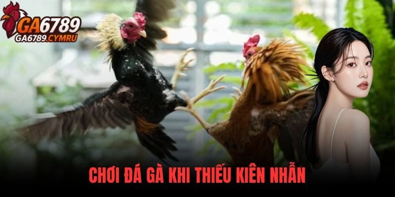 Những Sai Lầm Khi Chơi Đá Gà khi thiếu kiên nhẫn