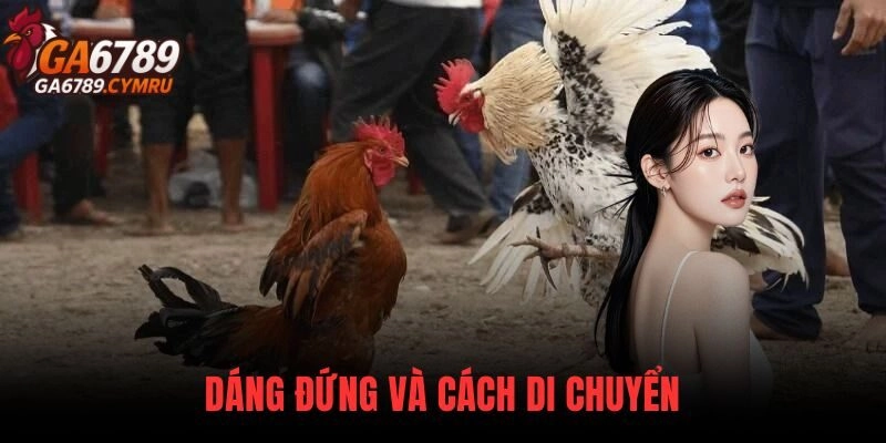 Phân Tích Thế Đá Gà thông qua dáng đứng và cách di chuyển