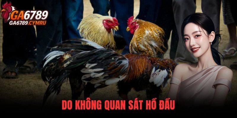 Những Sai Lầm Khi Chơi Đá Gà do không quan sát hồ đầu